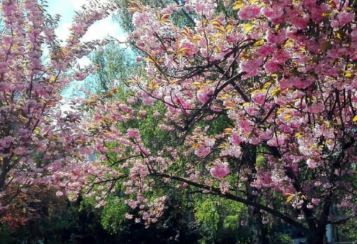 Freie Trauung Berlin im Volkspark am Weinberg Berlin