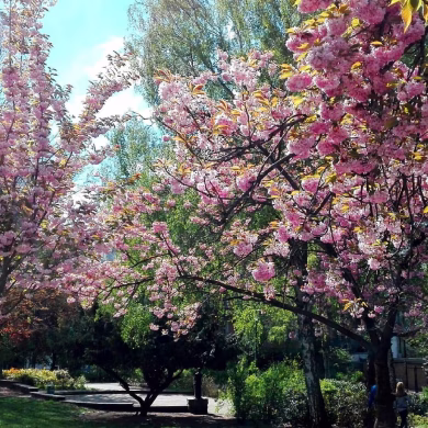 Freie Trauung Berlin im Volkspark am Weinberg Berlin